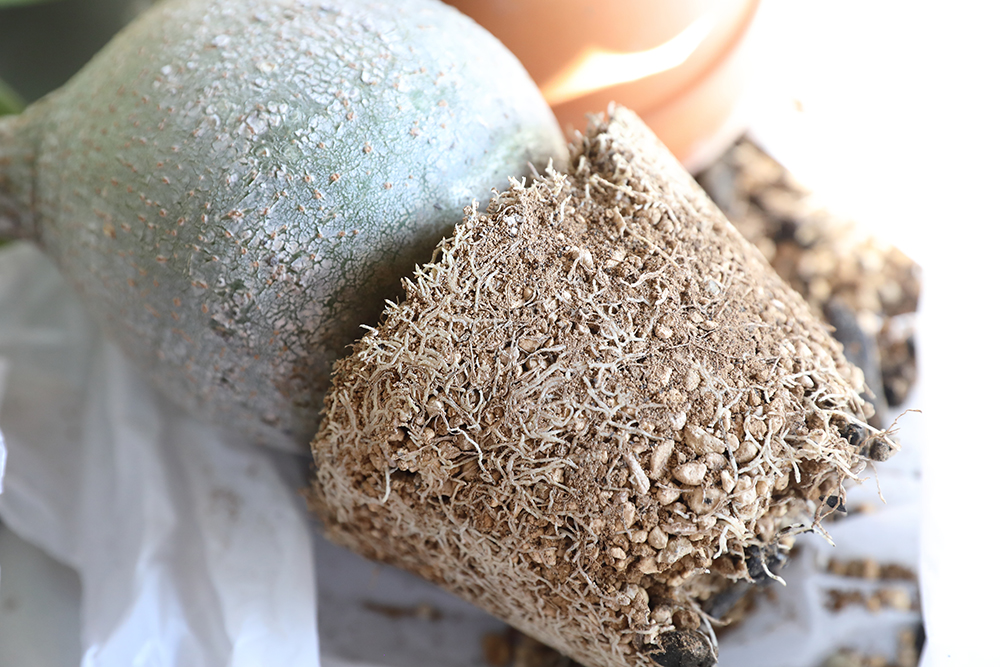 グラキリスの根