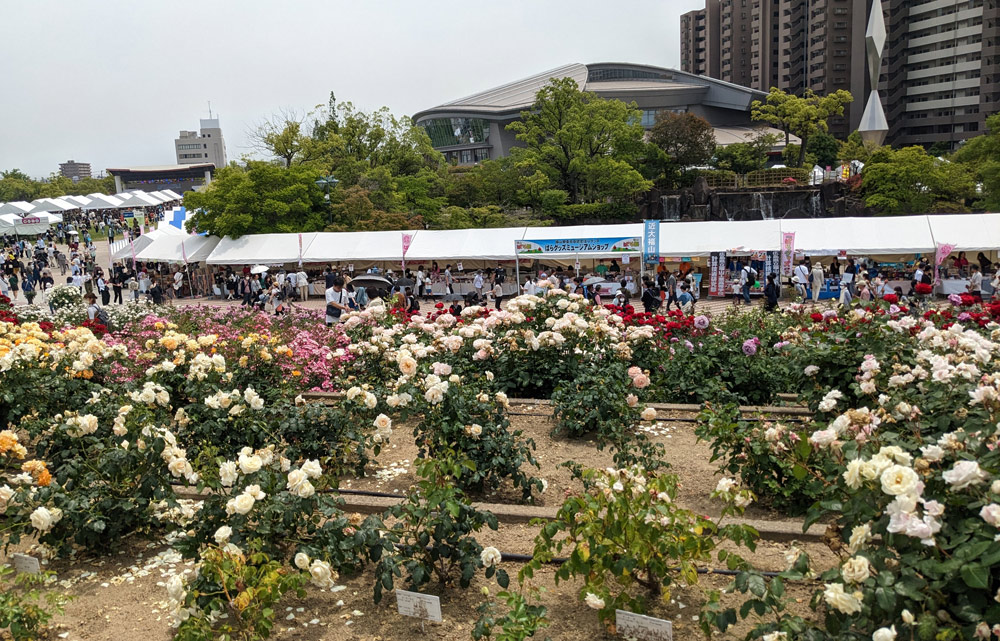 約41万８千人が来場した2023年の福山ばら祭。