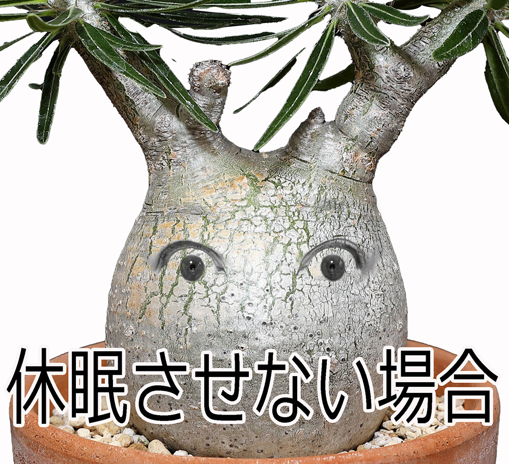 ウエイクアップグラキ