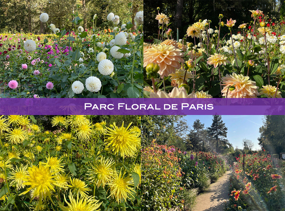 【パリの庭】パリ市の四大植物園「パルク・フローラル」に咲くダリア