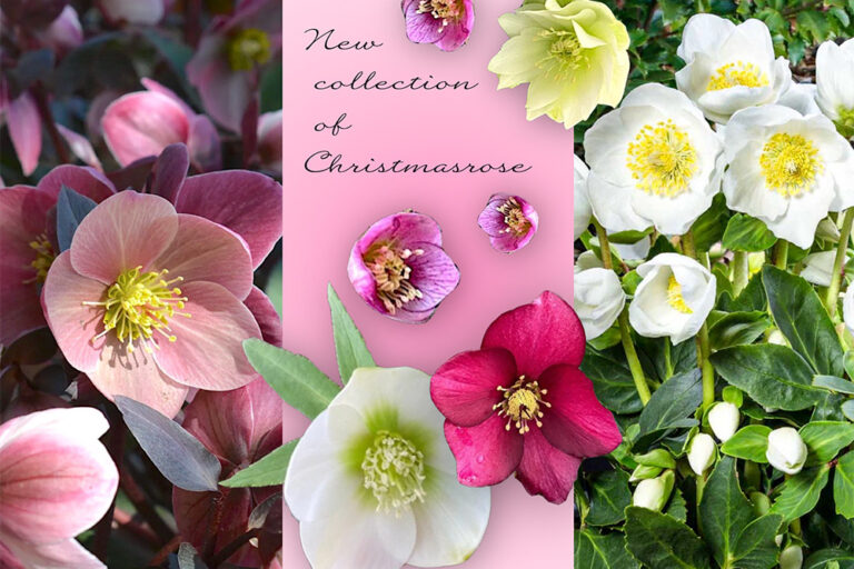 今が買い時の宿根草「クリスマスローズ」最新・注目品種＆今やっておきたいお手入れ公開！