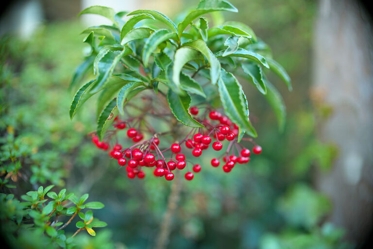 マンリョウ（万両）は緑の葉と赤い実が美しい縁起物！ 特徴や育て方を詳しく解説