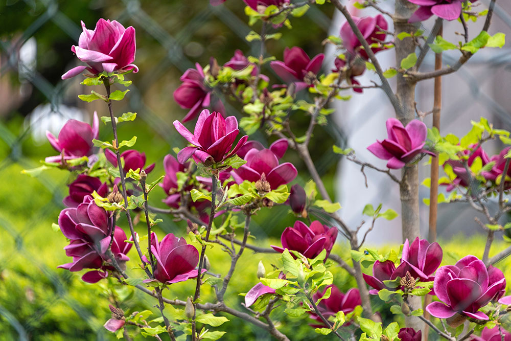 モクレン（木蓮）は優しい香りと清楚な花が魅力！ 特徴や育て方を詳しく解説