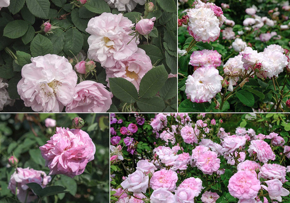 【バラの育種史】ダマスクローズ～18世紀から現代に伝わる香りのバラ