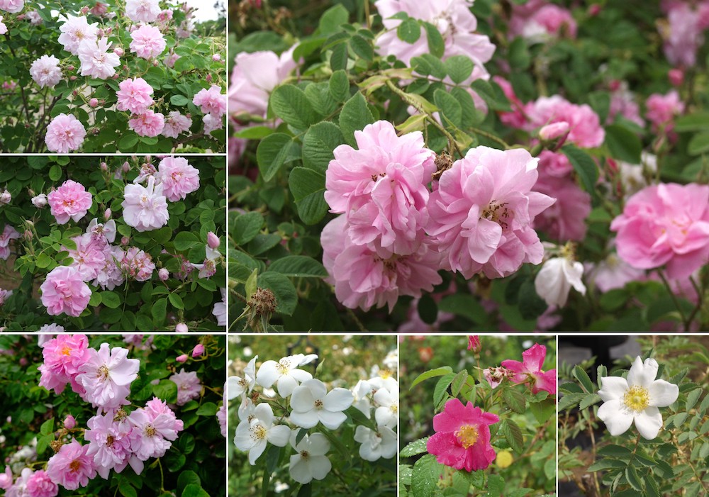 【バラの育種史】ダマスクローズ～古より伝わる香りのバラ