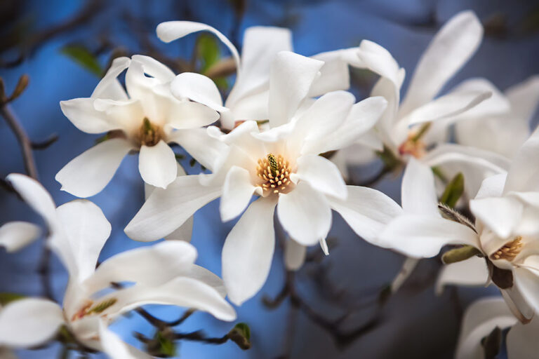 早春に咲くコブシは美しい花が魅力！ 特徴や育て方を詳しく解説