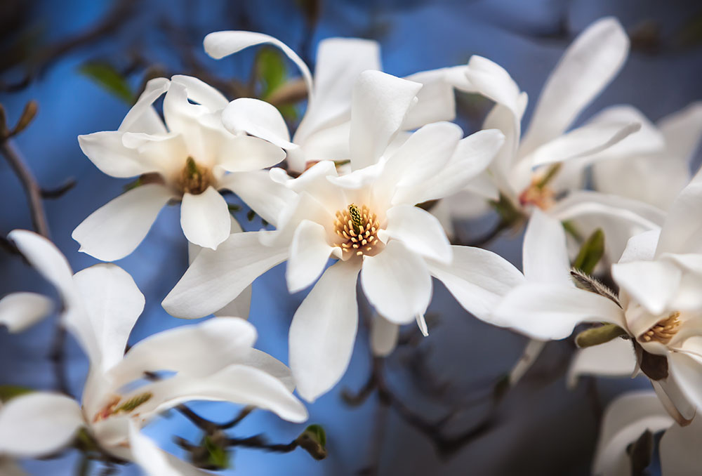 早春に咲くコブシは美しい花が魅力！ 特徴や育て方を詳しく解説