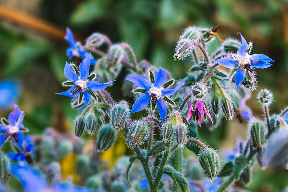 ボリジは星形の青い花が咲くハーブ！ 特徴や育て方、利用方法と注意もご紹介