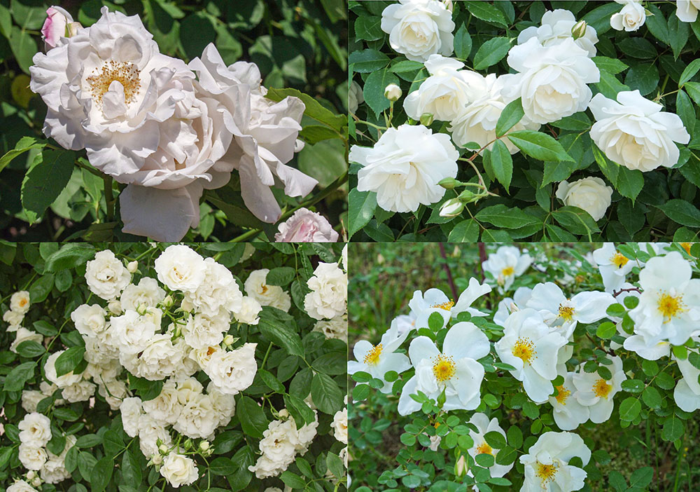 【バラの育種史】清らかな白バラの銘花～クライマー編