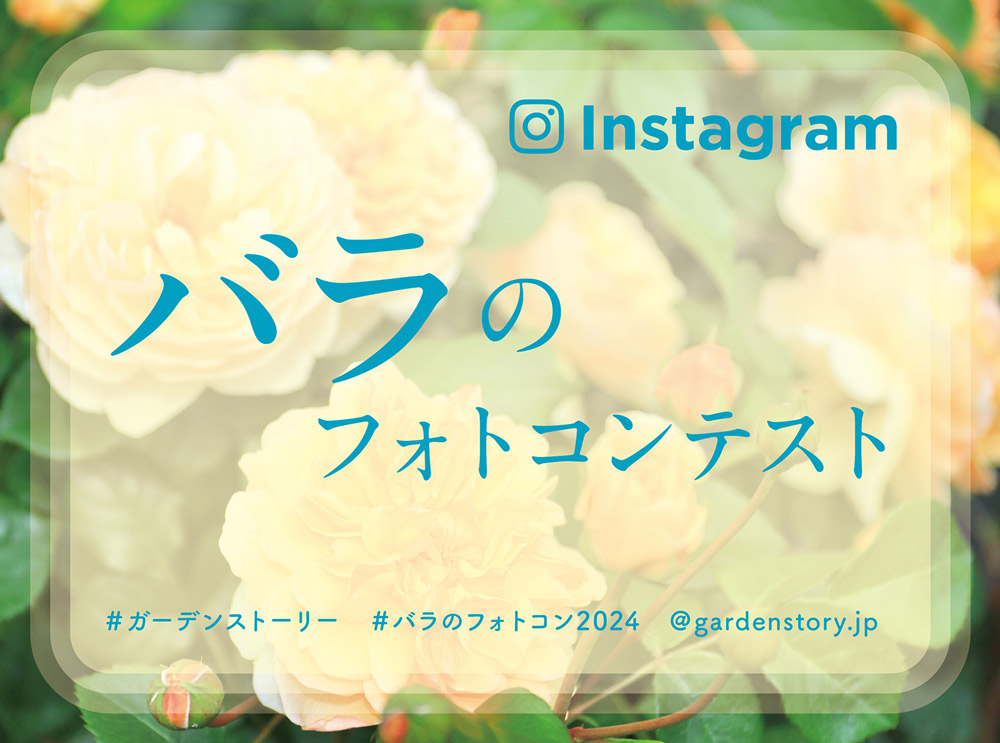 ガーデンストーリー【Instagram バラのフォトコンテスト2024】開催中！