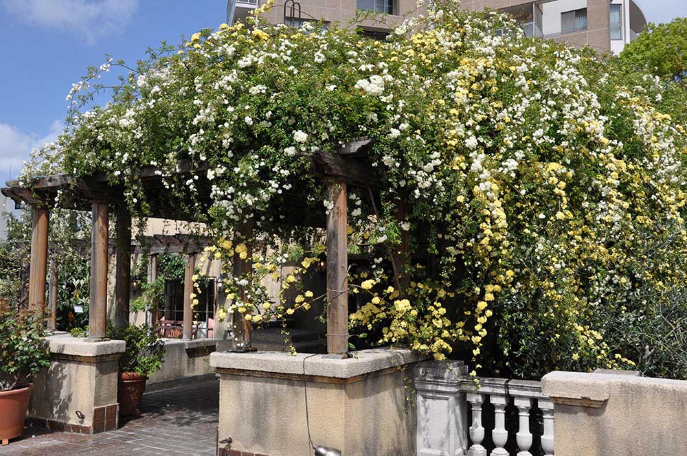 小笠原伯爵邸の屋上庭園