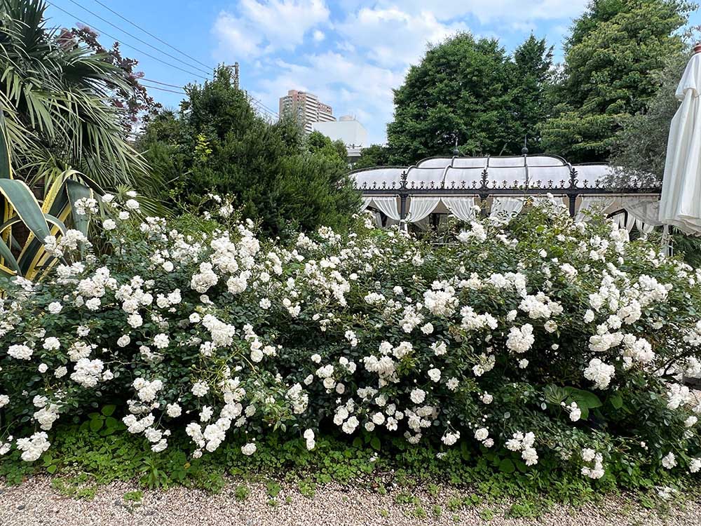 小笠原伯爵邸の庭