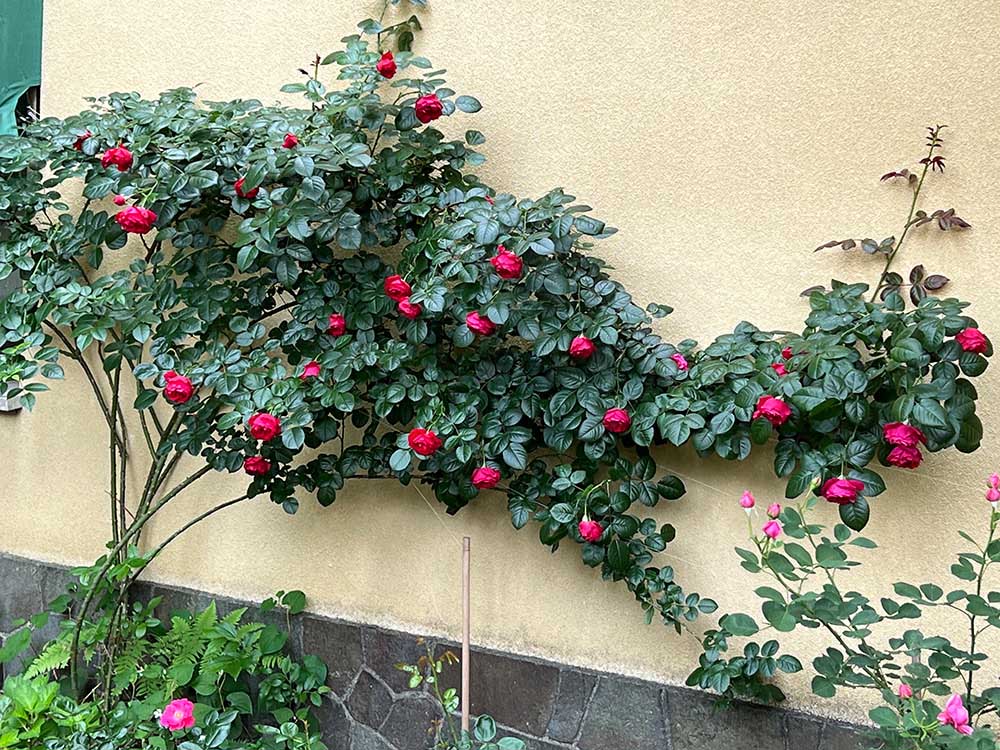 バラ‘ルージュ・ピエール・ドゥ・ロンサール’