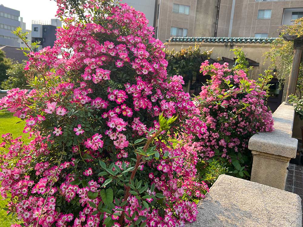 バラ‘安曇野’