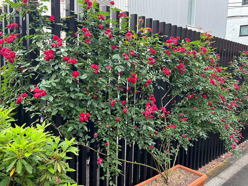 スペインレストラン小笠原伯爵邸