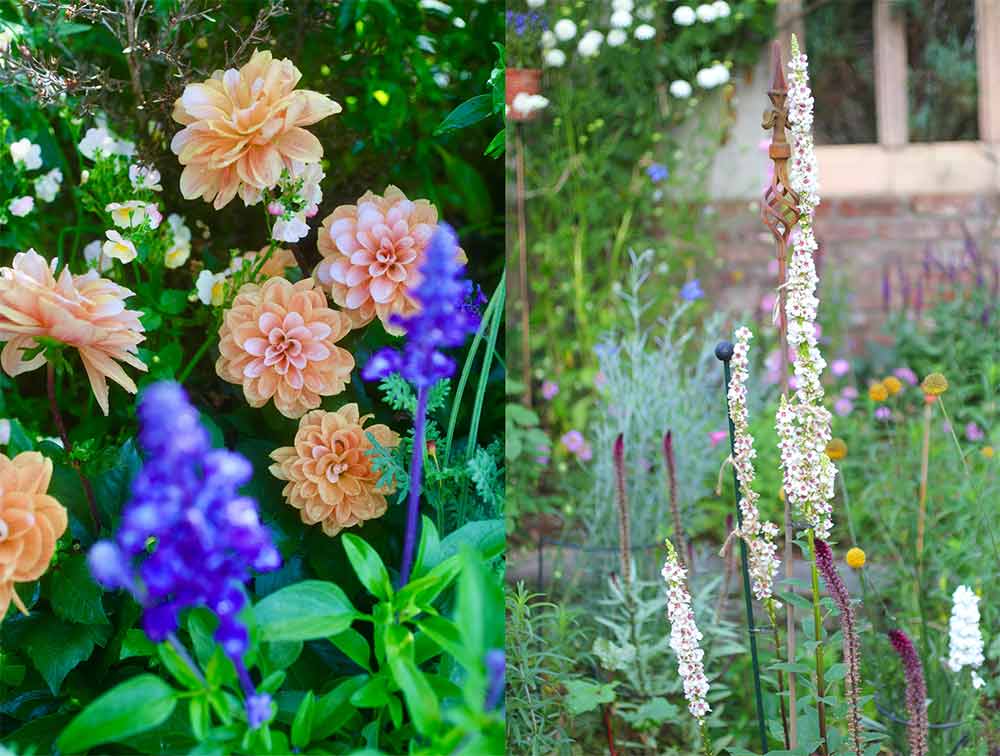 【夏の宿根草10選】植えっぱなしOK！　バラのあとに庭を彩る夏の宿根草＆球根