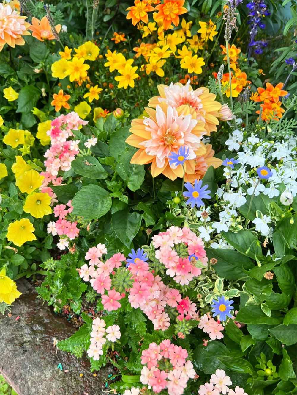 【夏の宿根草10選】植えっぱなしOK！ バラのあとに庭を彩る夏の宿根草＆球根 | GardenStory (ガーデンストーリー)