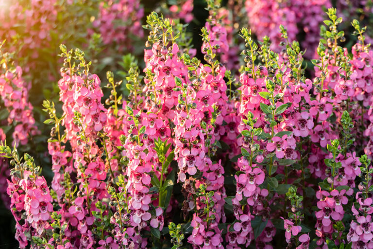 バーバスカムは華やかな咲き姿や豊富な品種が魅力! 育て方や特徴を詳しく解説