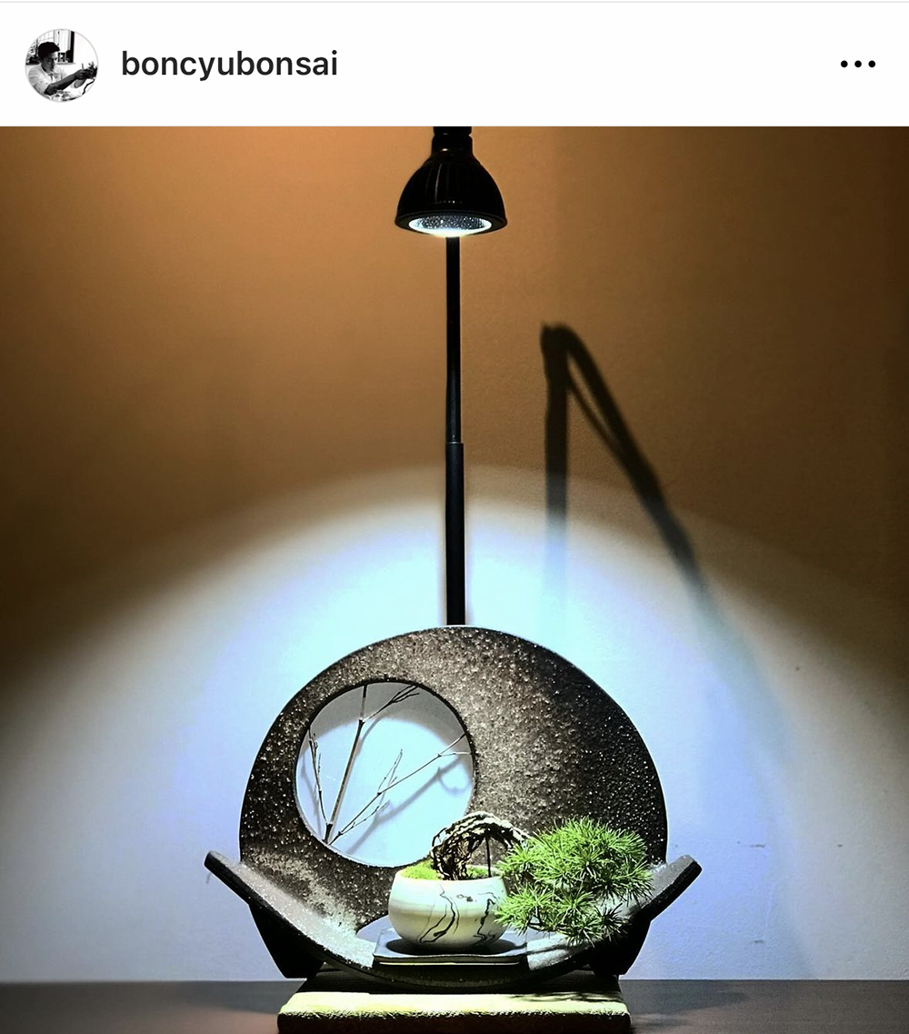 boncyubonsai