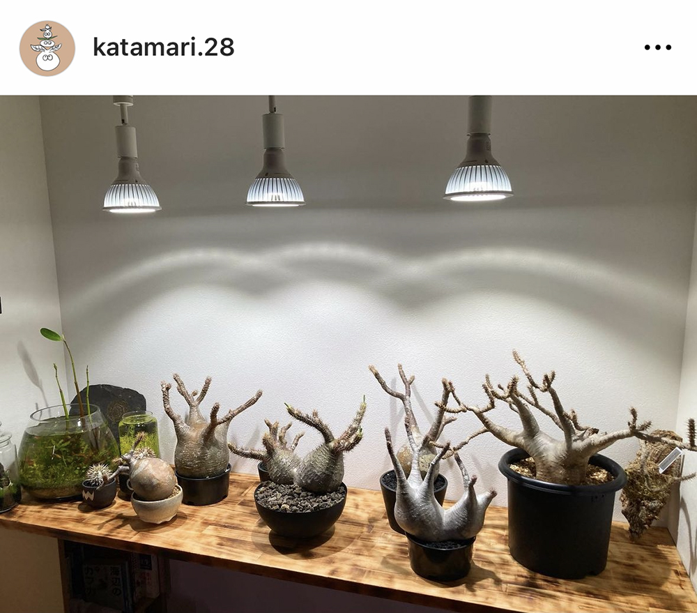 katamari.28