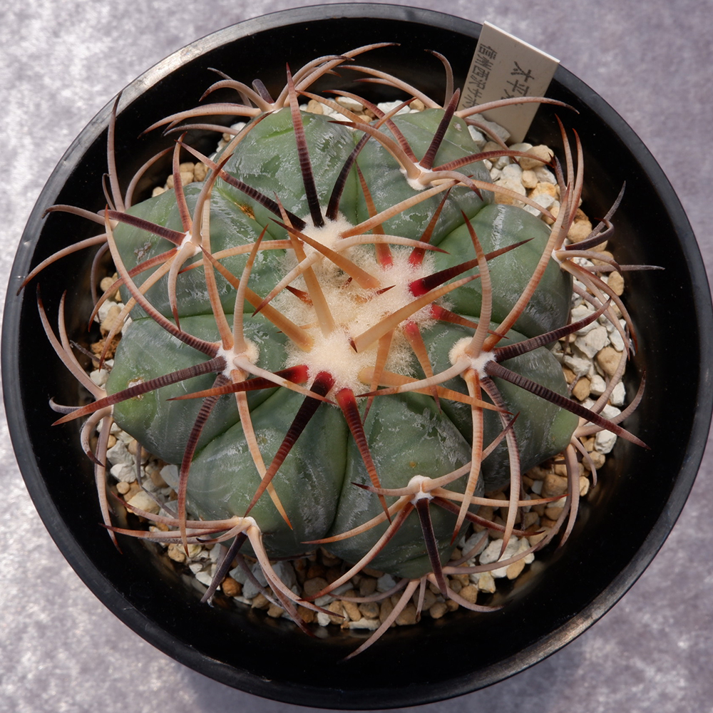 サボテン】は種類が豊富で花もきれいなんです！ 初心者必見、サボテン 