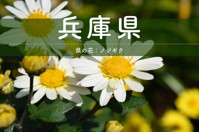 【兵庫県】造園・園芸・エクステリアの施工・専門店