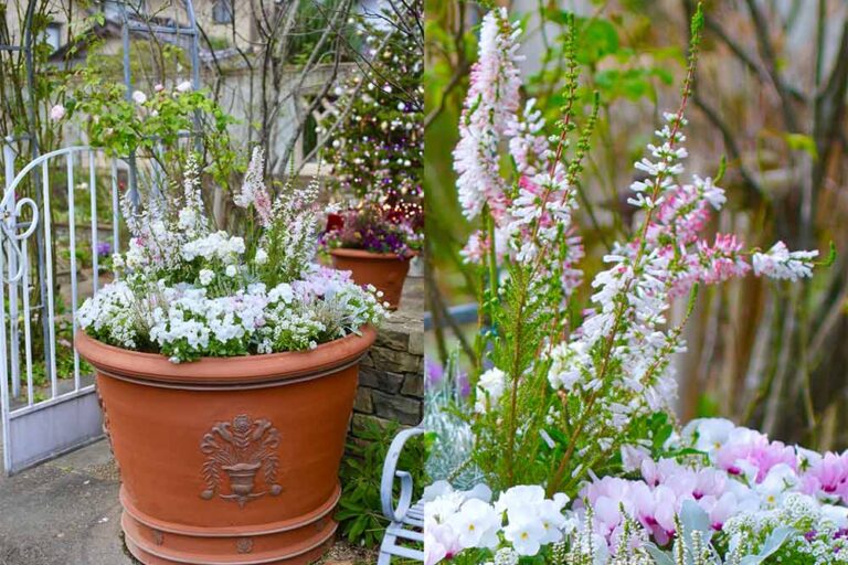 【マストバイ冬の花10】寄せ植えに、花壇に大活躍する冬の庭の定番植物と生かし方