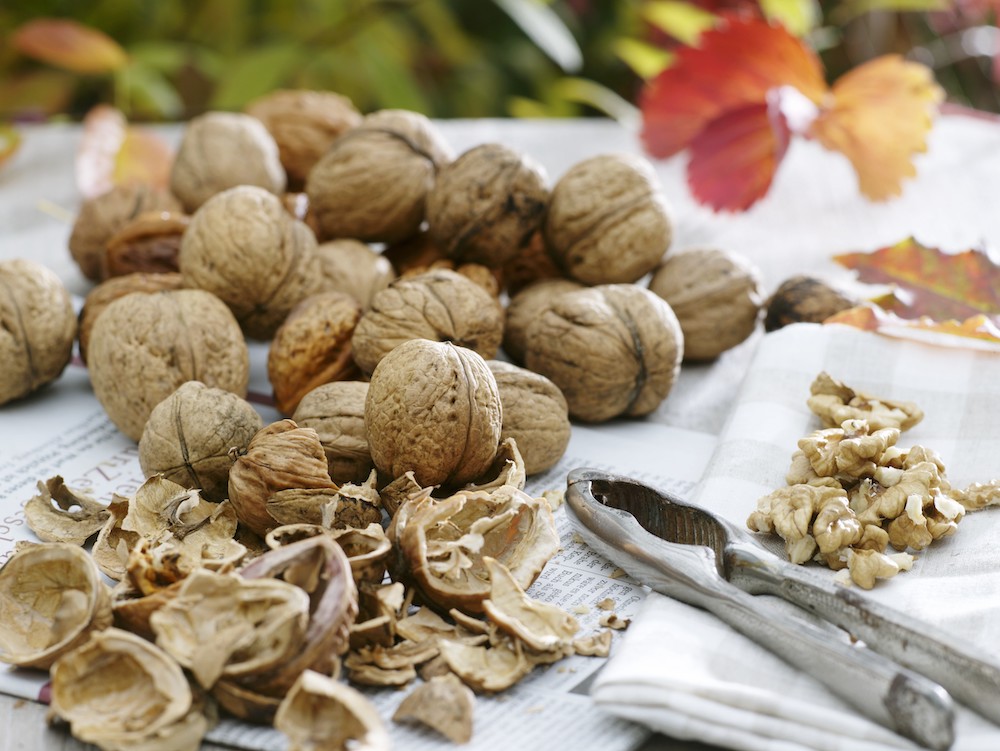 クルミの殻むき