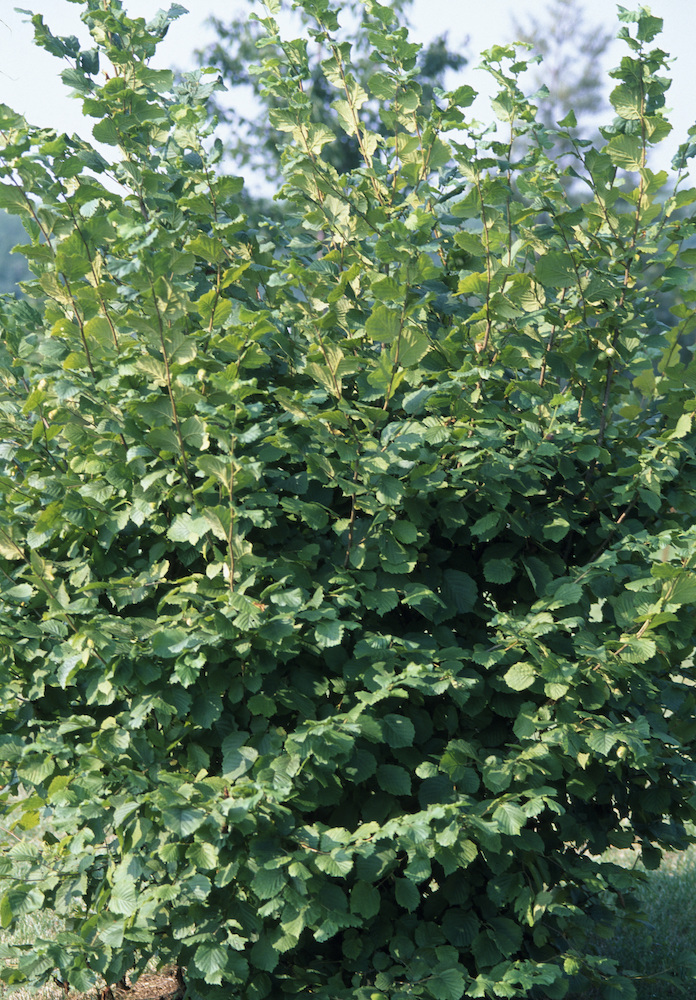 ヘーゼルナッツ