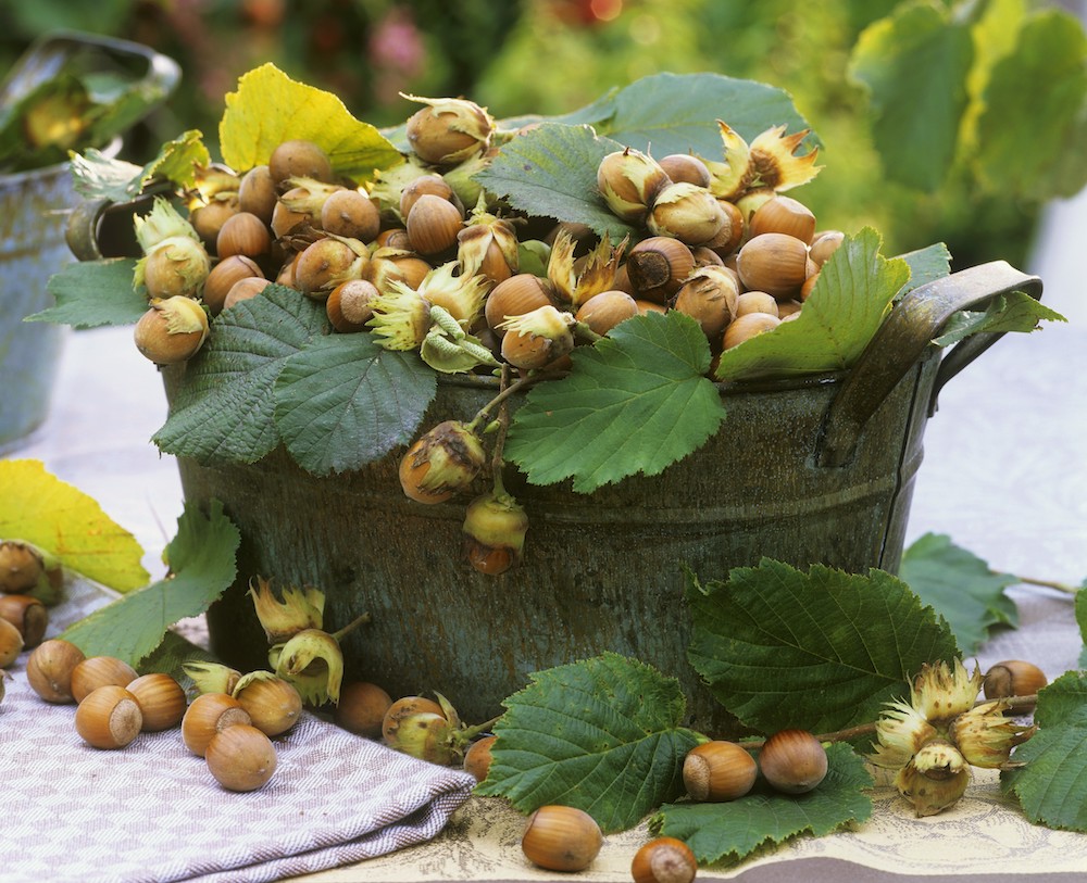 ヘーゼルナッツ