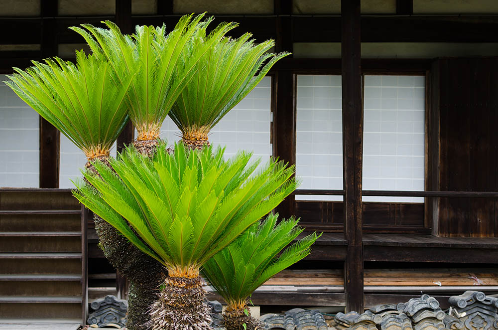 美しくたくましい植物「ソテツ（蘇轍）」《我が人生と共に生きた植物 