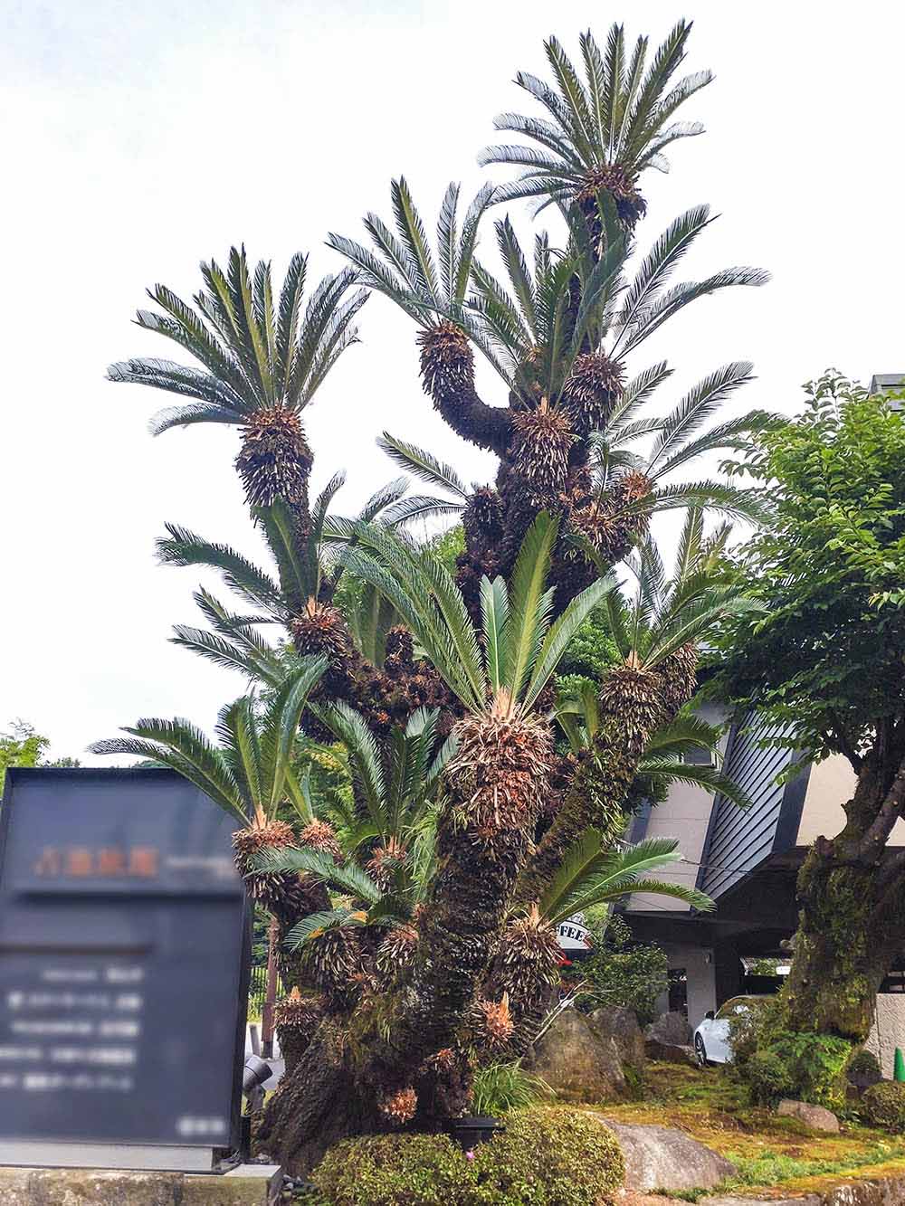 美しくたくましい植物「ソテツ（蘇轍）」《我が人生と共に生きた植物 
