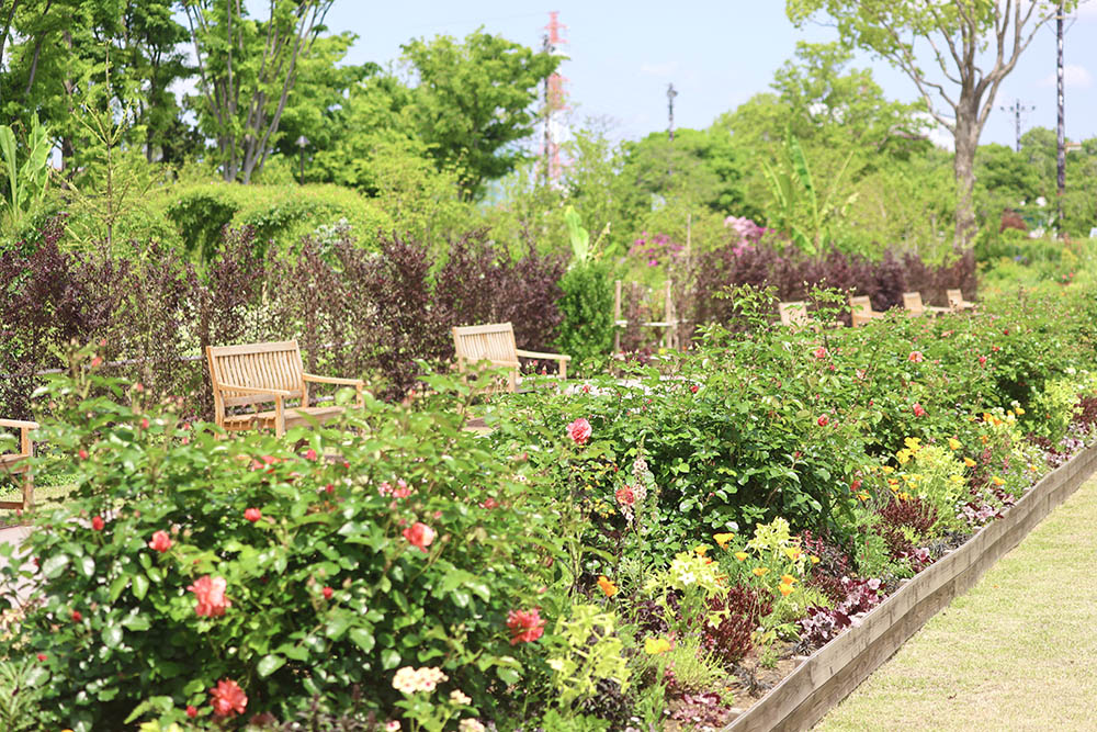 あやせローズガーデン