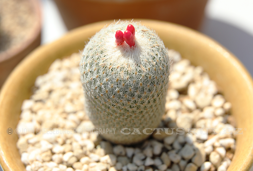Epithelantha micromeris