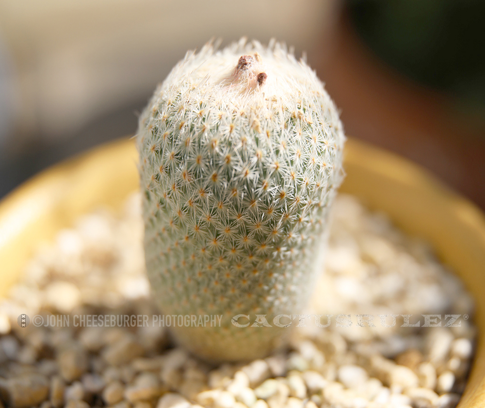 Epithelantha micromeris