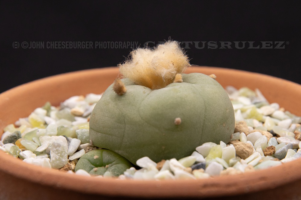 Lophophora diffusa