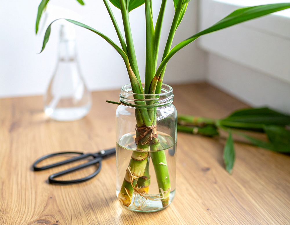 観葉植物の王様【ユッカ】で空間を格上げ｜プロが魅力と育て方を徹底 