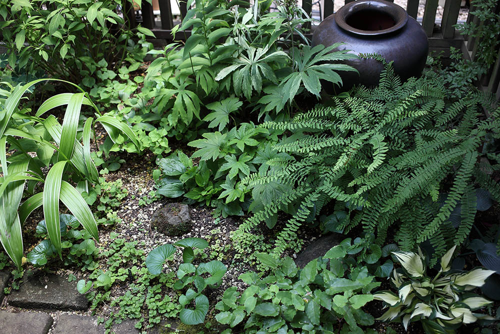 シダ植物の庭