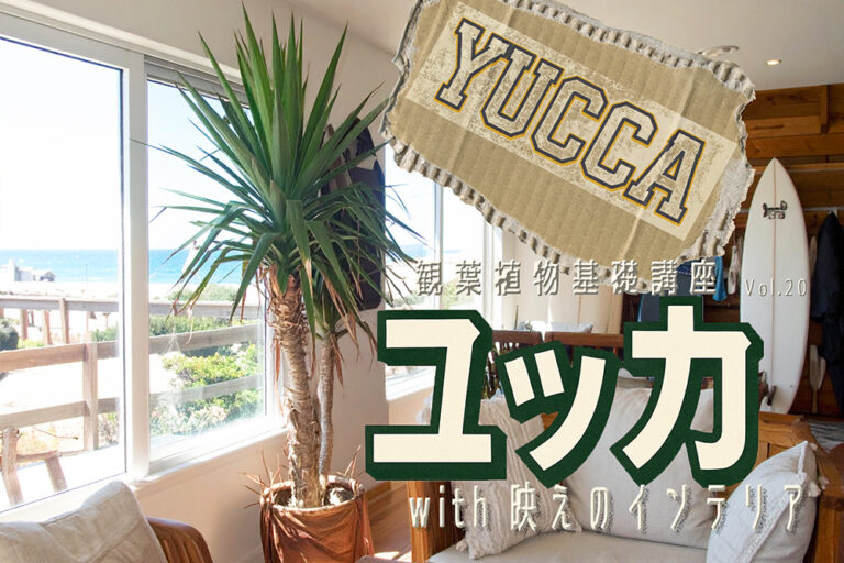 観葉植物の王様【ユッカ】で空間を格上げ｜プロが魅力と育て方を徹底解説