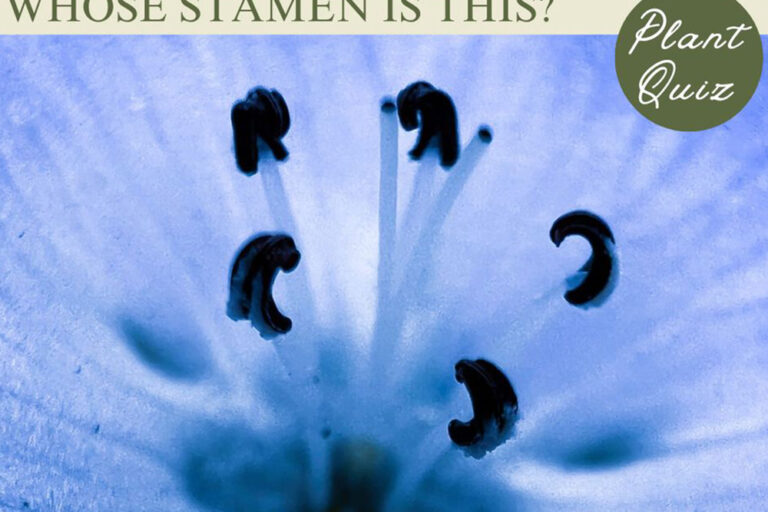 春に話題のブルーといえば…このおしべ、何の花？【Let’s Challenge! 植物クイズ】Vol.6