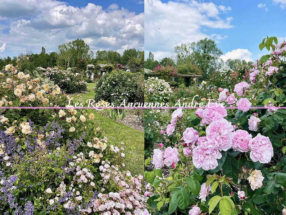 【フランスのバラの楽園へ】アンドレ・エヴが遺した「香りのナチュラルガーデン」を訪ねて