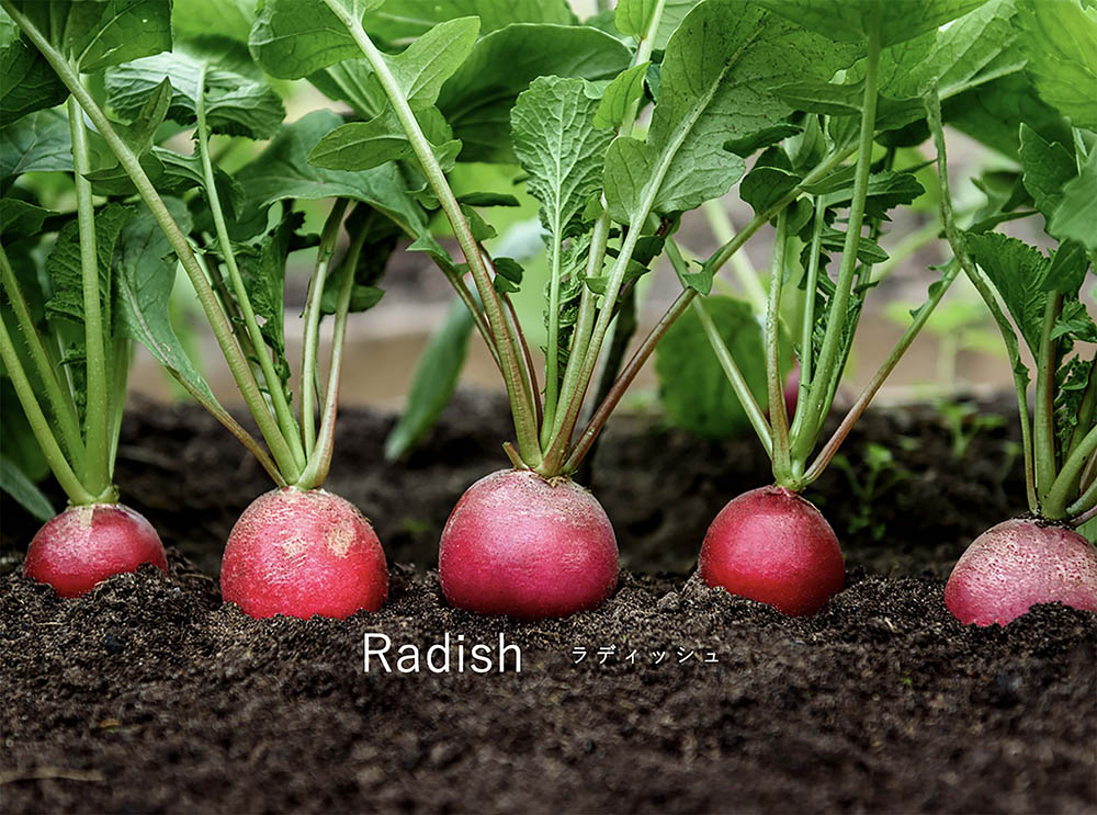 【家庭菜園ビギナー必見】ラディッシュ(ハツカダイコン)の育て方と美味しい食べ方