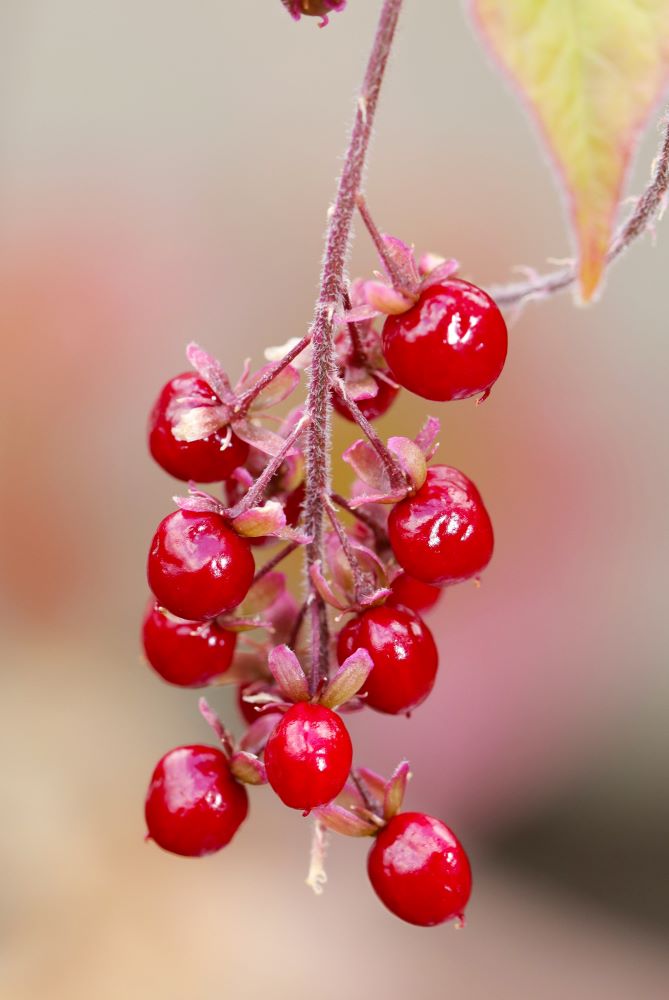 ジュズサンゴの実