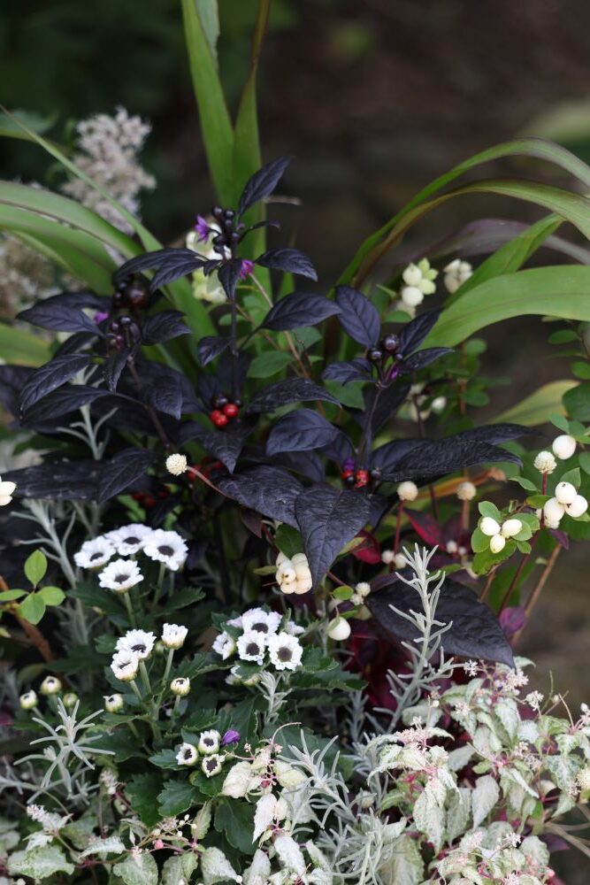 トウガラシ‘ブラックパール’