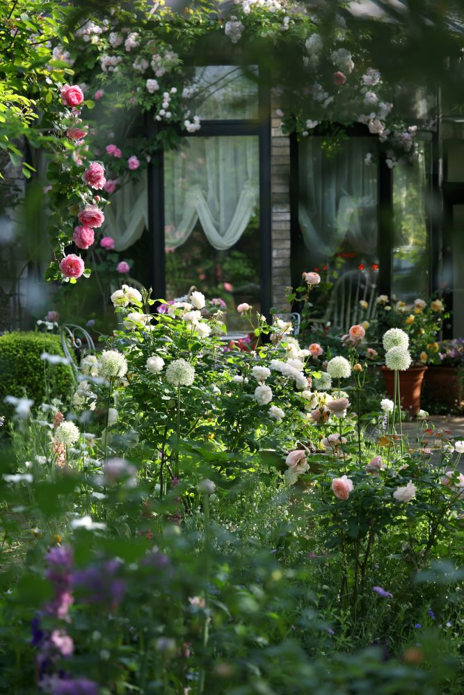 アリウムとバラ