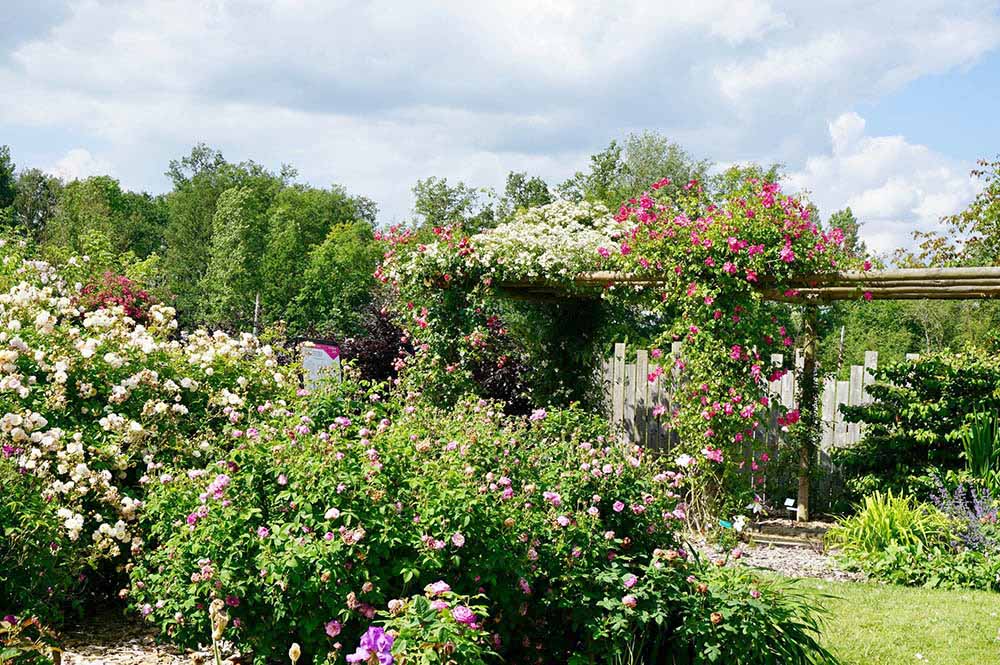アンドレ・エヴのバラ園