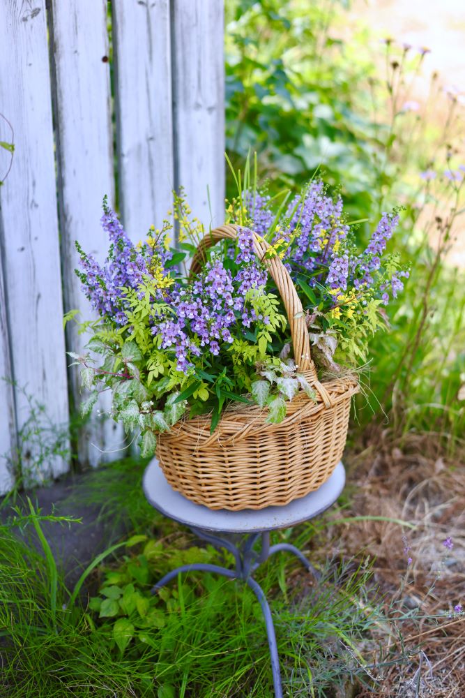 アンゲロニアの寄せ植え