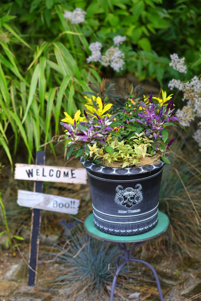 観葉植物 斑入り トウガラシ♡寄植えにも！！ 寄せ植え】ケイトウ×観賞用トウガラシで感じる秋の訪れ | LEE
