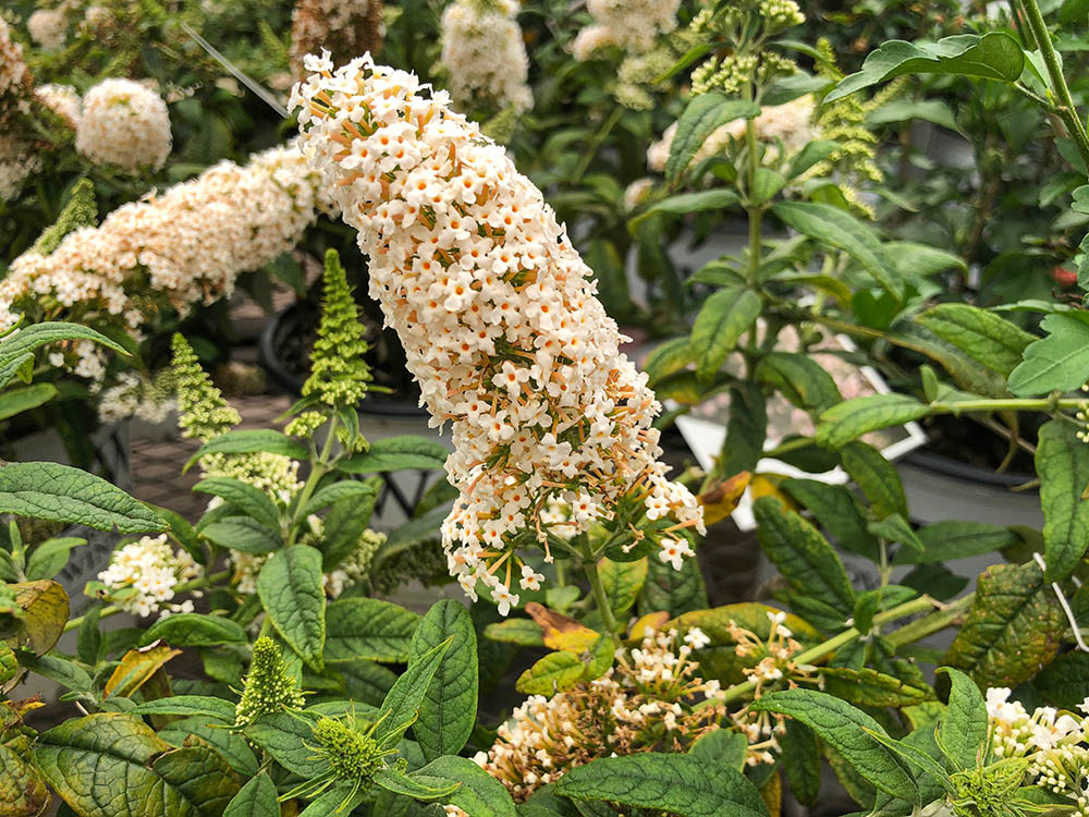 「パグスター」シリーズ　Buddleja  Pugster Series