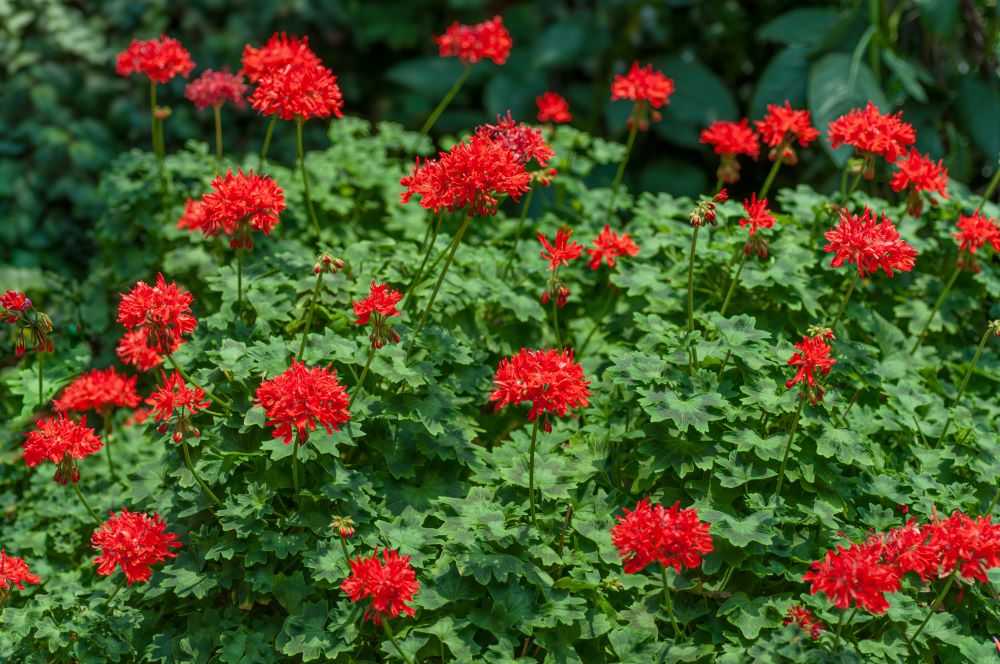 ペラルゴニウム